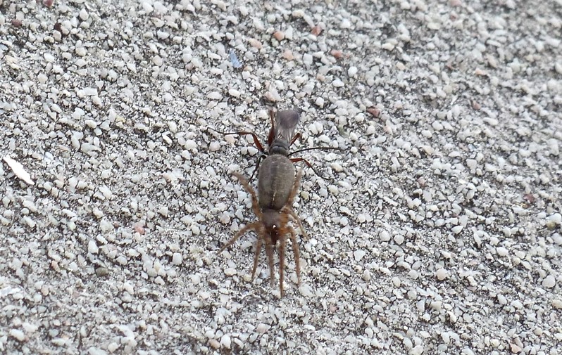 Pompilidae a caccia